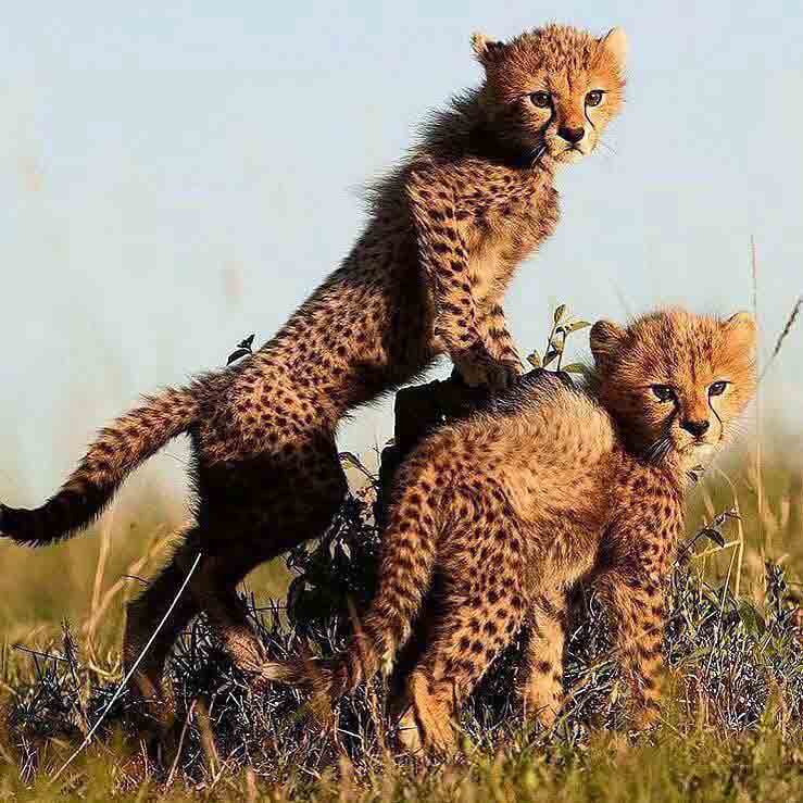  توله‌های یوز 