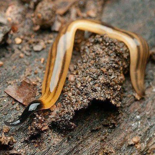 کرمی که هرگز نمی‌میرد!