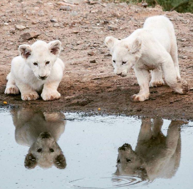 شیرهای سفید 