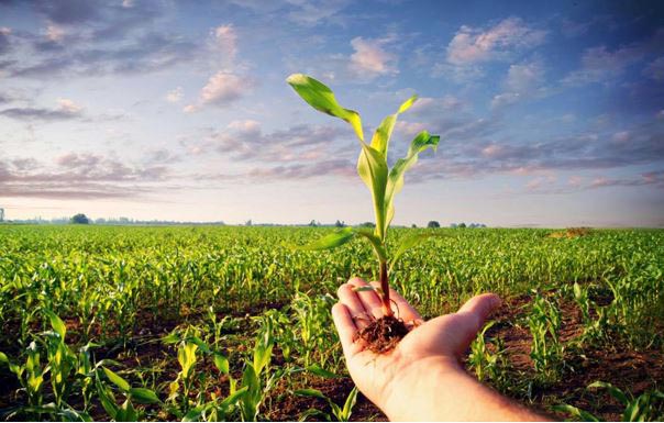 آشنایی با رشته‌ی امور باغی