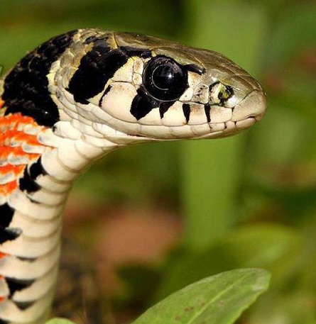  مار ببری پشت‌تیغ‌دار 