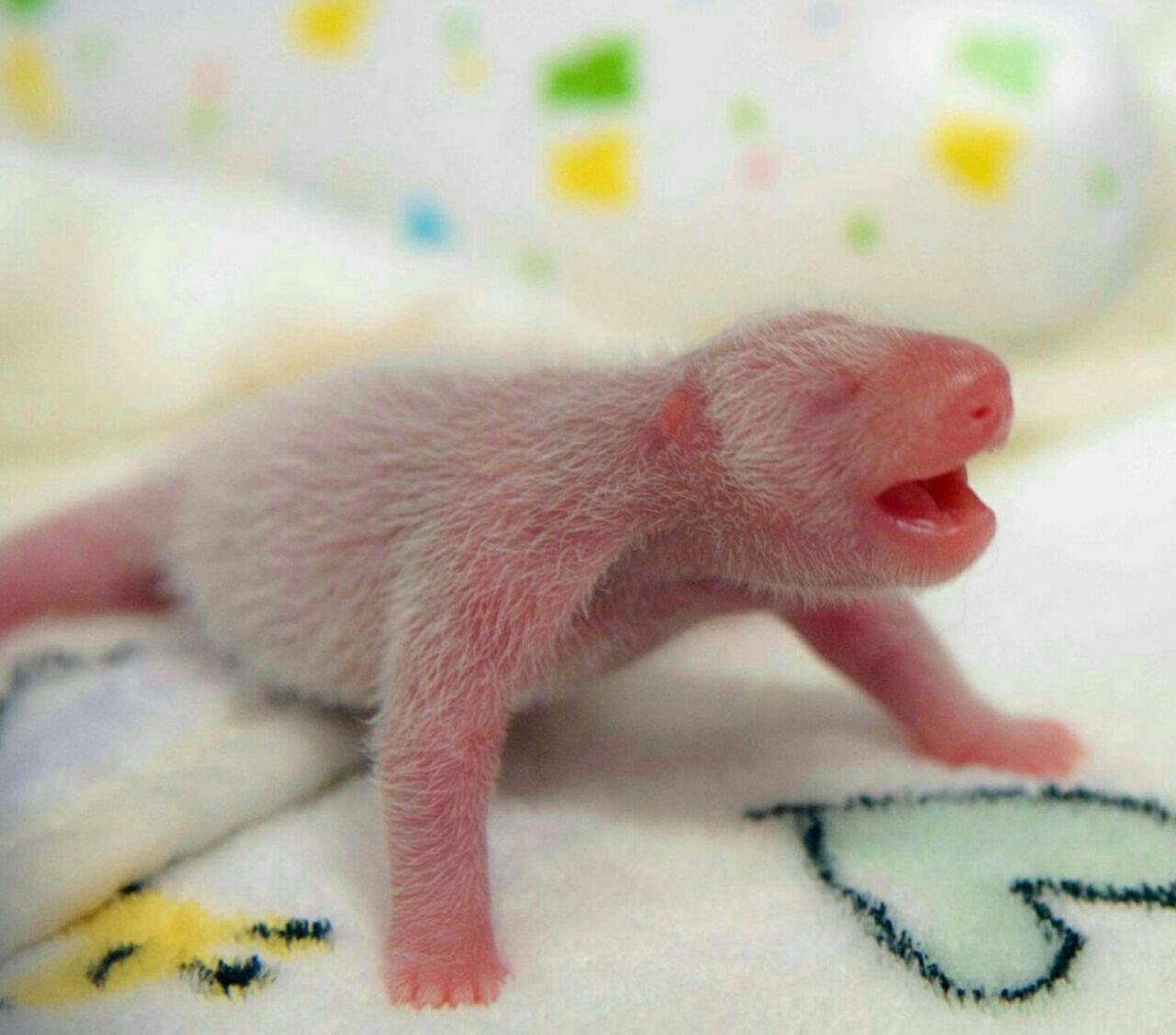 بچه‌ی پاندای تازه‌متولدشده