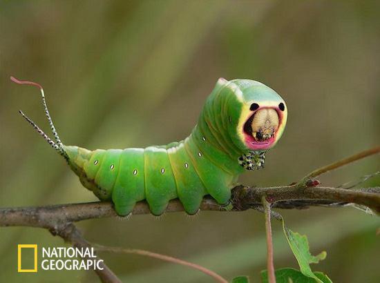 کرم درخت بید