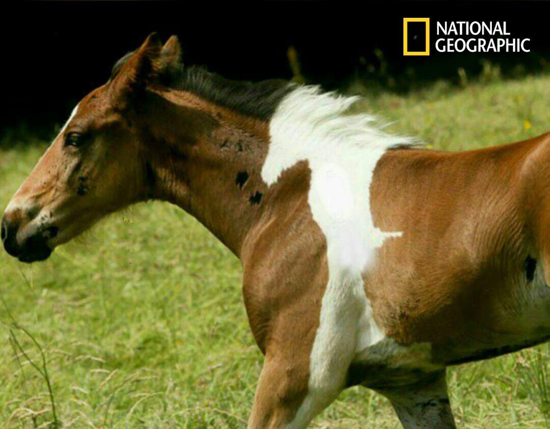 داوینچی، نام اسب گران‌بها و کمیابی است