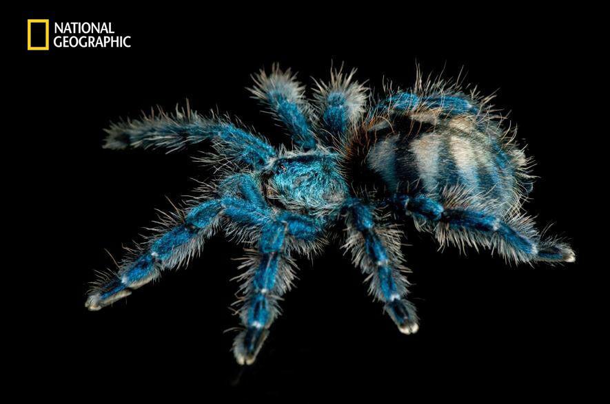 عنکبوتی زیبا به نام Antilles Pinktoe