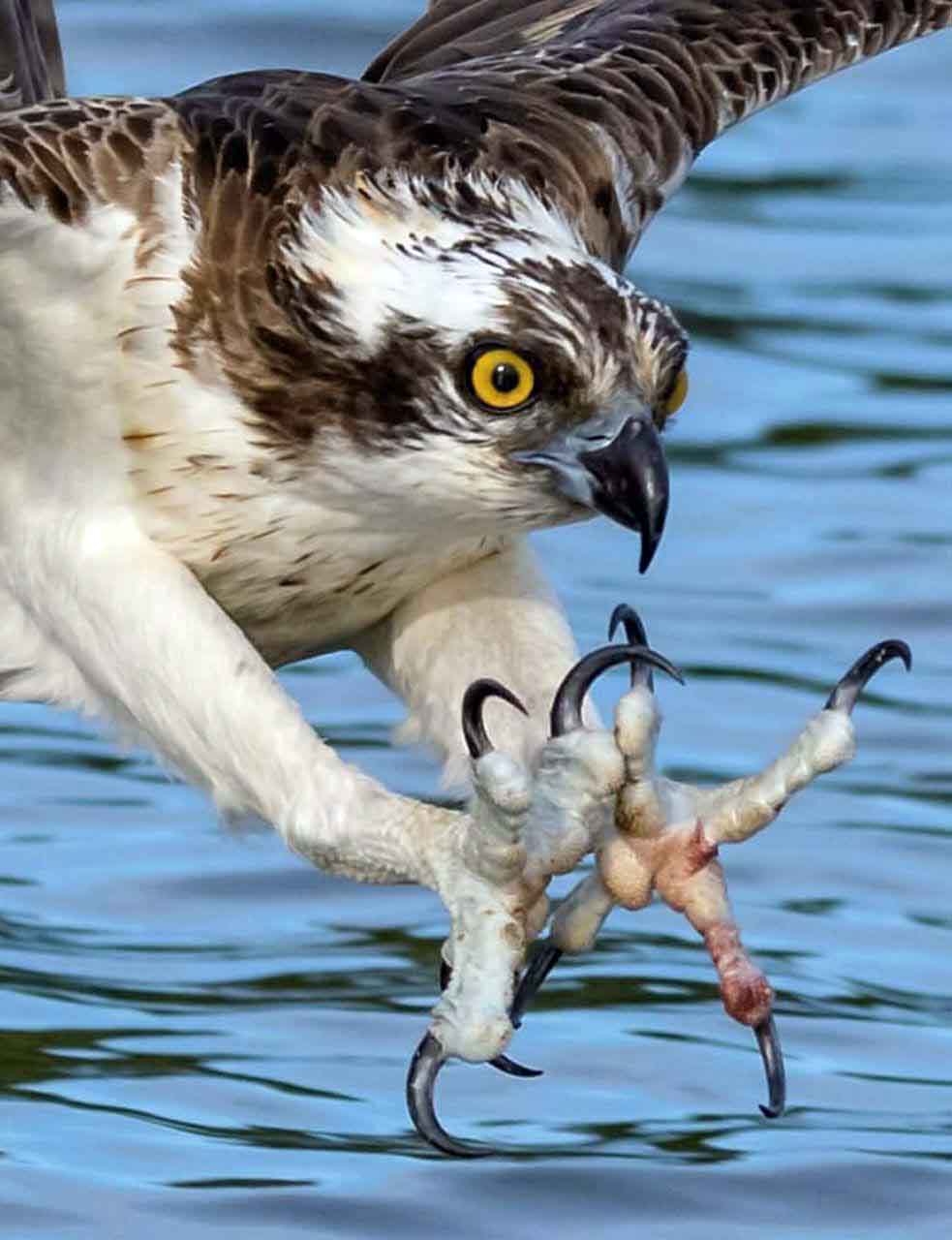 پیش به سوی شکار!