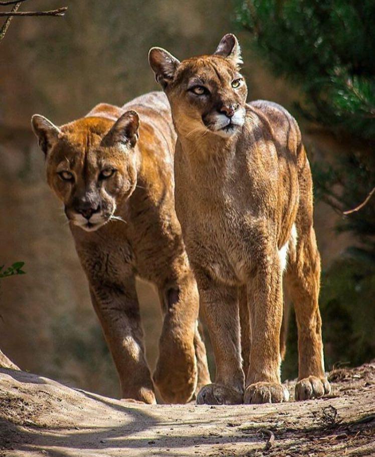 شیر کوهی یا پوما 