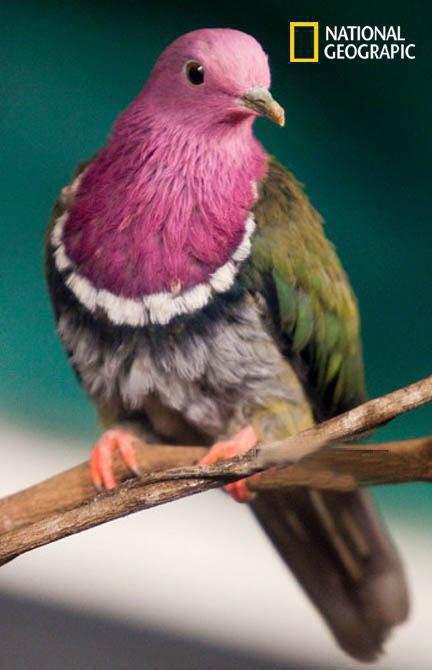 کبوتر میوه‌خوار کله‌صورتی