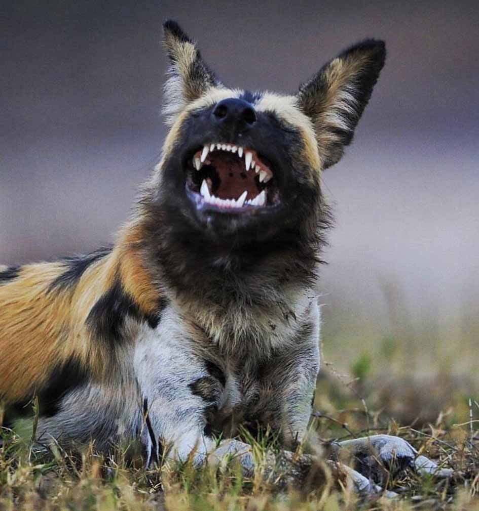 سگ وحشی آفریقایی