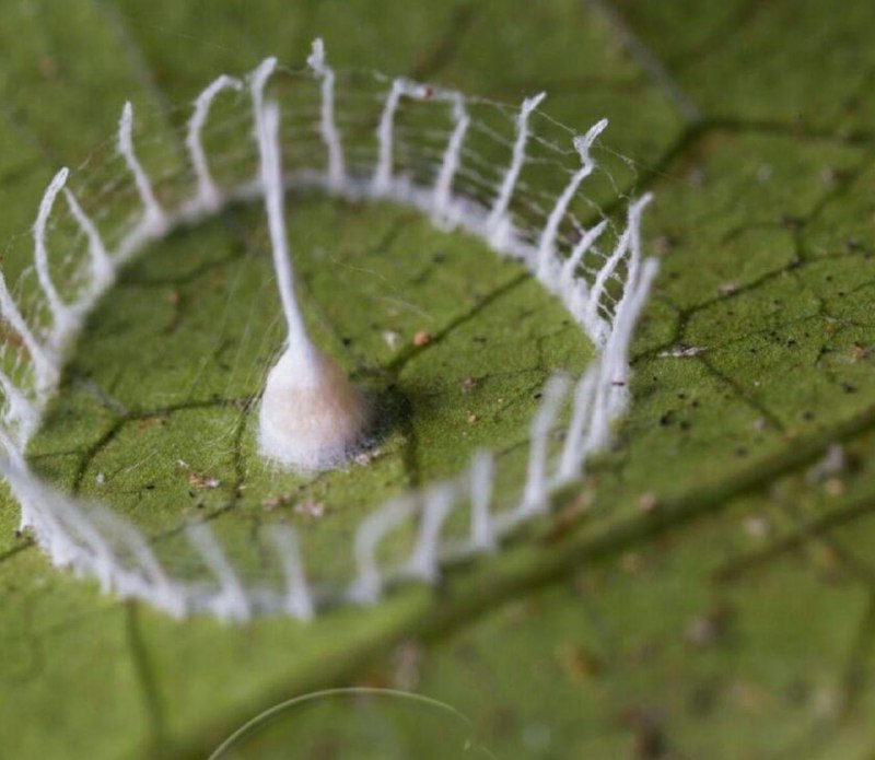 عنکبوت‌های آمریکای جنوبی 