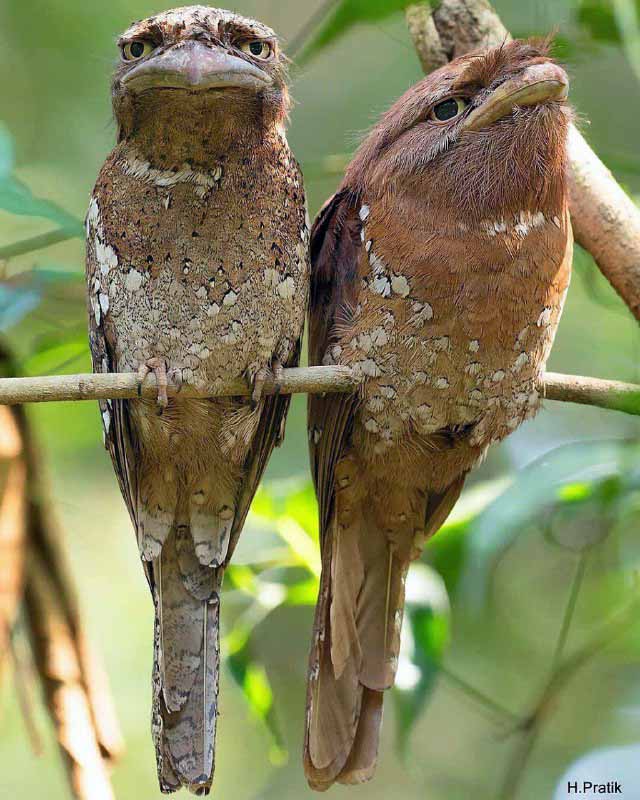 پرنده‌ی پاتو