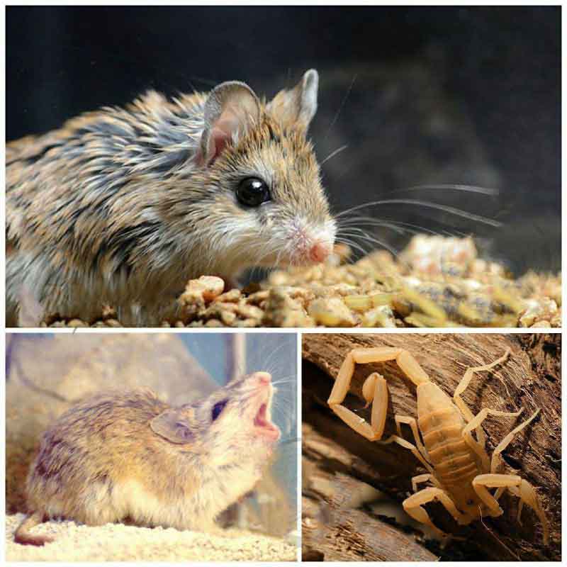 موش «گراس هاپر»