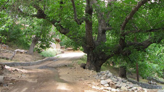 به شهر ما بیایید - زمستان در خرماپزانِ بندر هنزا در رابر کرمان به شهر ما بیایید - زمستان در خرماپزانِ بندر هنزا در رابر کرمان