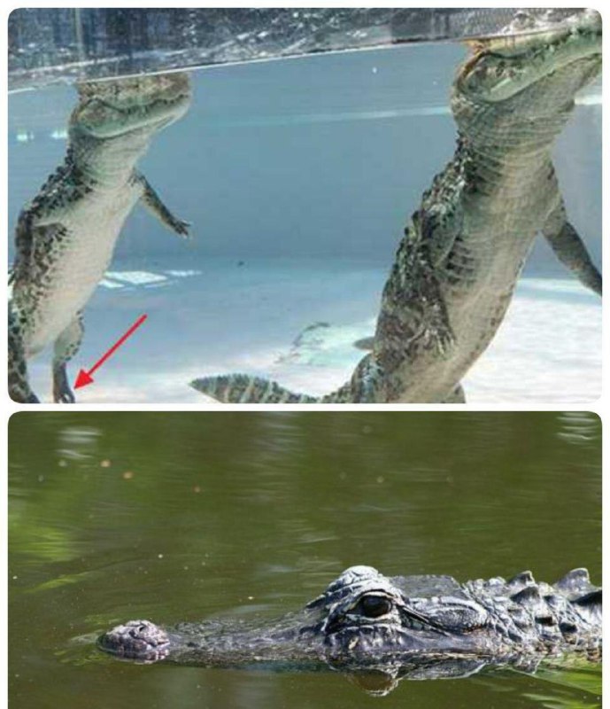 کروکودیل‌ها 