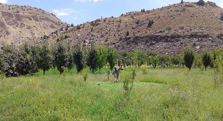 به شهر ما بیایید - زمستان در خرماپزانِ بندر هنزا در رابر کرمان به شهر ما بیایید - زمستان در خرماپزانِ بندر هنزا در رابر کرمان