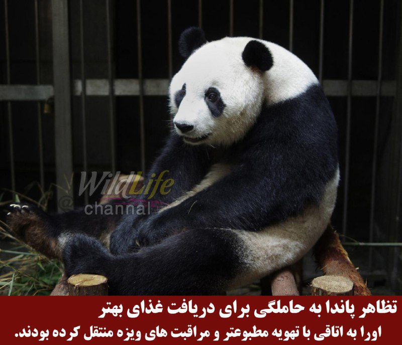 تصاویر جالب از نشنال‌جئوگرافیک 