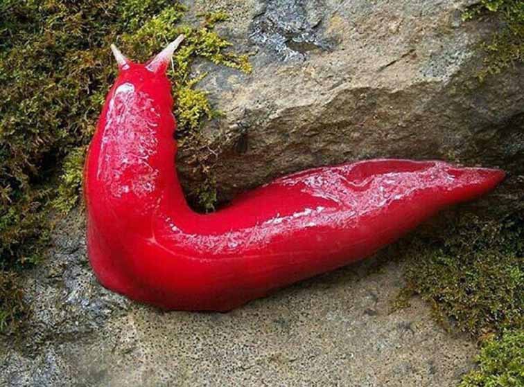 تصاویر جالب از نشنال‌جئوگرافیک 