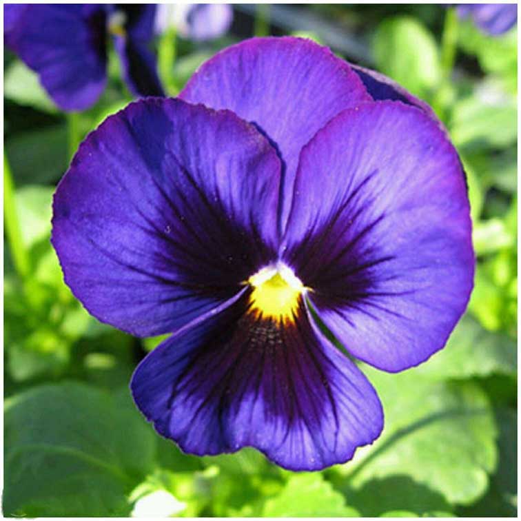 دنیای شگفت‌انگیز گیاهان