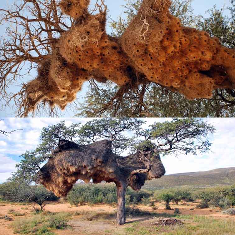 تصاویر جالب از نشنال جئوگرافیک