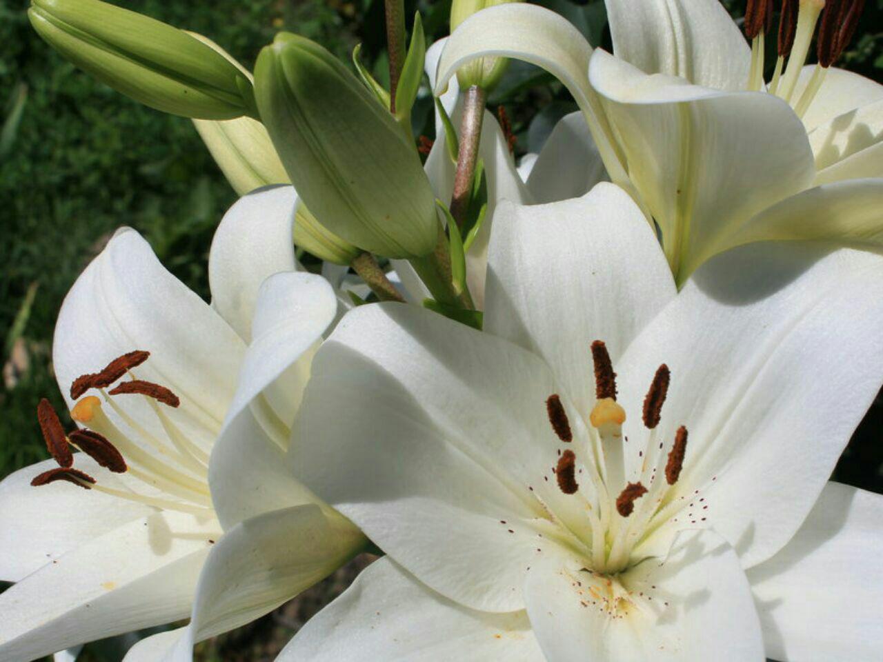 دنیای شگفت‌انگیز گیاهان