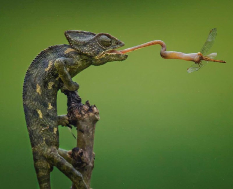 تصاویر جالب از نشنال‌جئوگرافیک