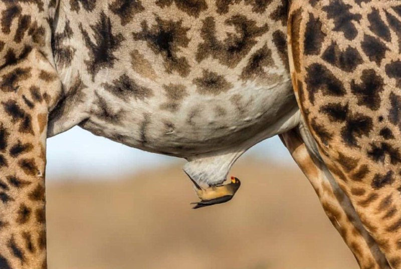 تصاویر جالب از نشنال‌جئوگرافیک