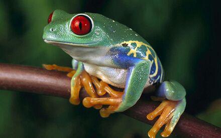 قورباغه‌ی درختی چشم‌قرمز