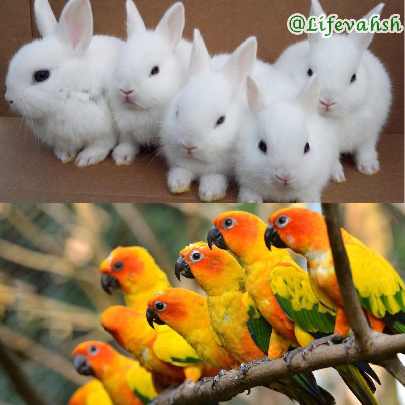 خرگوش‌ها و طوطی‌ها