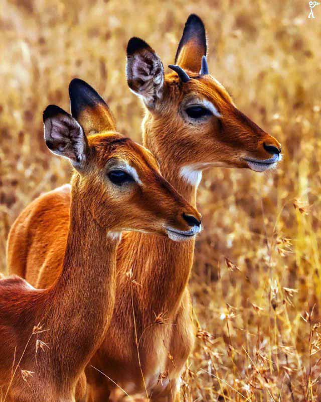 تصاویر جالب از نشنال‌جئوگرافیک