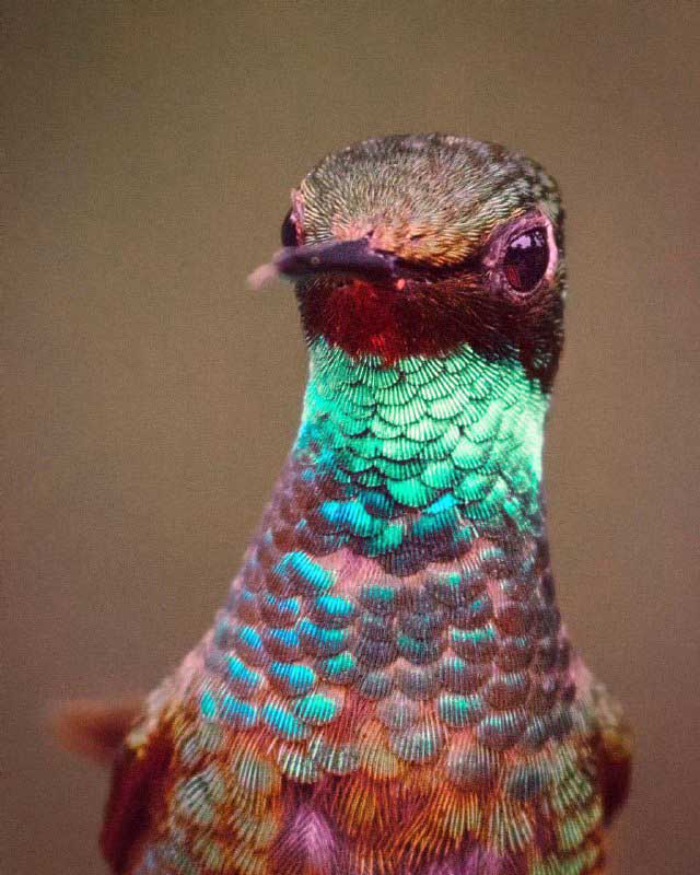 مرغ مگس‌خوار 