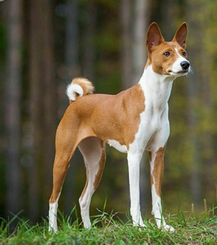 سگ‌های باسنجی