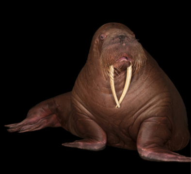 گراز دریایی اقیانوس آرام