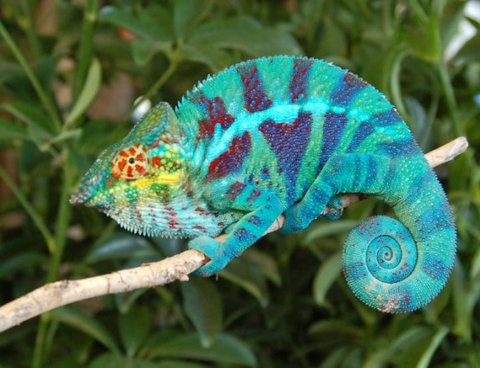 آفتاب‌‌پرست