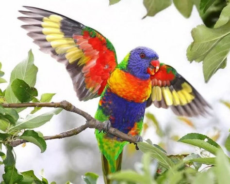 طوطی لورکیت رنگین‌کمان