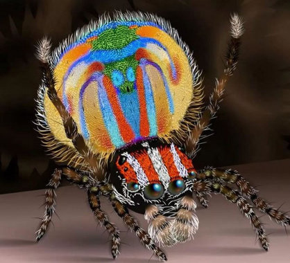 عنکبوت طاووسی