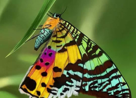 پروانه (Chrysiridia rhipheus)