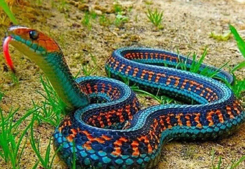 ماری در کالیفرنیا