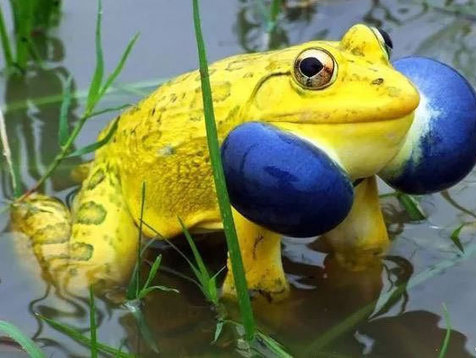 قورباغه‌ی زرد هندی