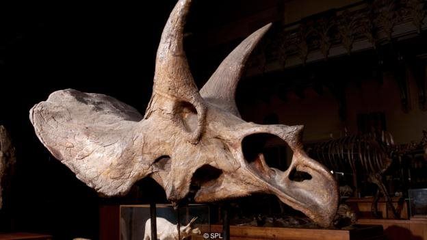 اگر دایناسورها منقرض نشده بودند، ممکن بود تریسراتوپس یا دایناسور سه‌شاخ‌چهره به شکل یک جانور پرسرعت و علفخوار تکامل یابد که می‌توانست شبیه پستانداران امروزی در علفزارها باشد