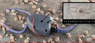 بازگشت موجود دریایی 450 میلیون ساله+عکس