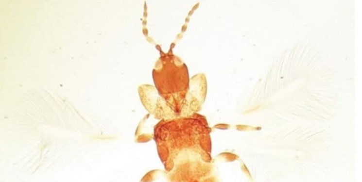 ثبت جهانی یک گونه نادر و کمیاب تریپس در ایلام