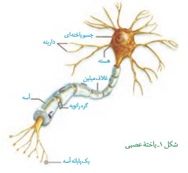 درسنامه فصل 1 زیست شناسی یازدهم قسمت اول