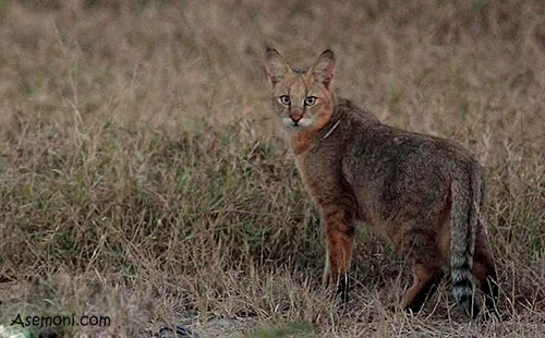 معرفي گربه جنگلي forest cats 2 معرفي گربه جنگلي