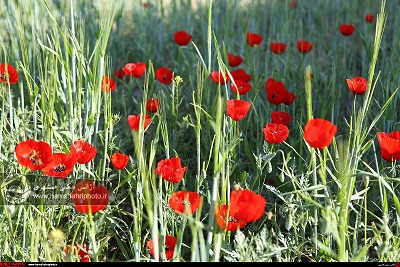 طبیعت زیبای بهاری در ارسباران