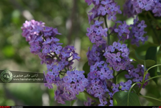 طبیعت زیبای بهاری در ارسباران