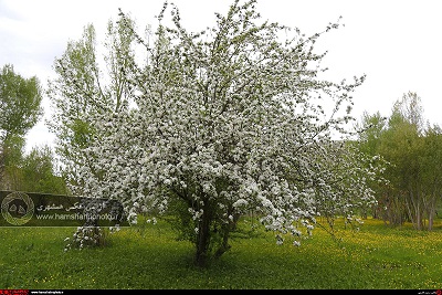 طبیعت زیبای بهاری در ارسباران