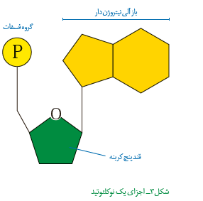 صفر تا صد نوکلئیک اسیدها - فرزین رستمی