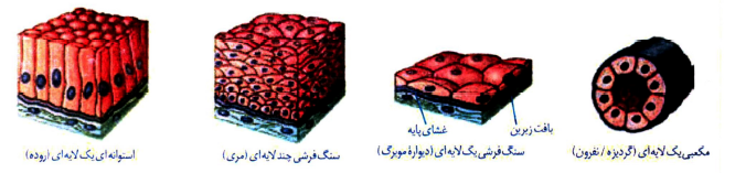 بافت‌های بدن انسان - فرزین رستمی
