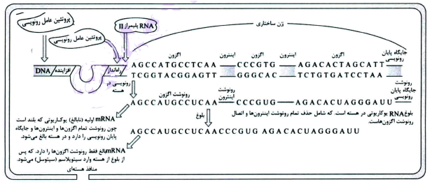 رونویسی - فرزین رستمی