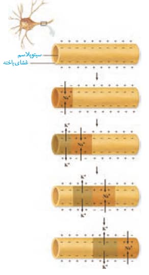 صفر تا صد تنظیم عصبی(3) - زیست یازدهم - محمدمهدی مقصودی